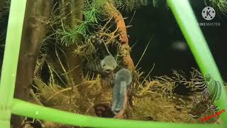 channa bleheri/rainbow snakehead in biotop aquarium (black water)