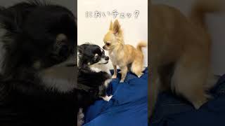 ニオイチェックをしてあげるチワワ【うちのわんこ】 #チワワ  #犬  #chihuahua #shorts