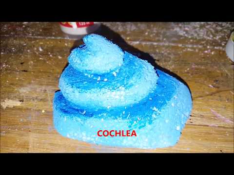 DIY 3D ANATOMY MODEL EAR DIY 3D ANATOMY MODEL EAR