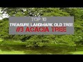 Treasure Landmark Old Tree #03 ACACIA Tree..