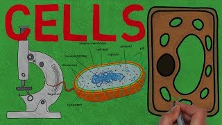 CELLS | What Are Cells? Why Are They So Small?