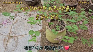 미스김라일락 외목대만들기&삽목하기