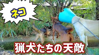 凶暴なイノシシにやられた猟犬カシンを、リハビリがてら散歩に連れて行くとネコ発見！猟犬たちの天敵は実はイノシシではなくネコなんです。。。