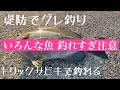 いろんな魚が釣れすぎちゃう。アジ狙いながら大本命のグレを狙う