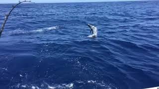 SAILFISH JUMPS OUT OF WATER (Slow Motion) | Relentless Offshore Adventures