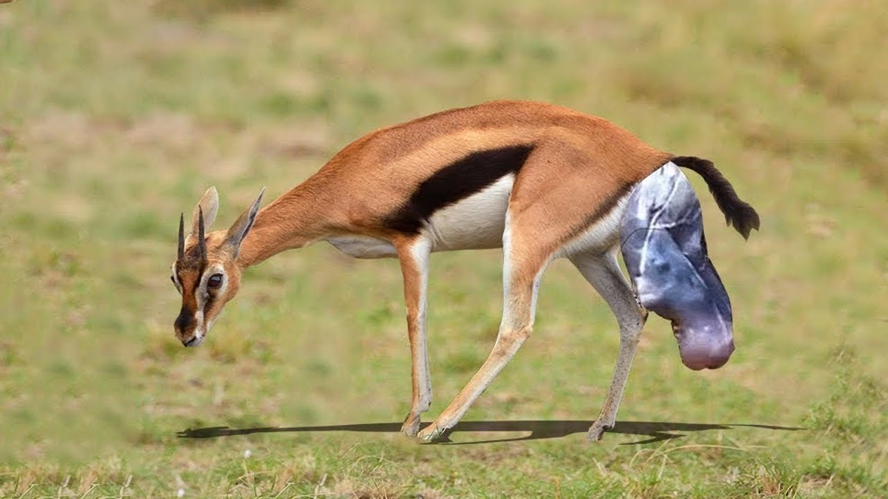 Sweet Mom Impala Giving Birth To Baby In The Wild - YouTube