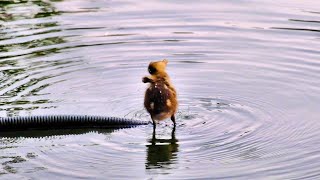 カルガモ親子の安否確認 No 50 雛が描く波紋は美しく体操も必見　The ripples drawn are beautiful　Must See Chick's Morning Exercises