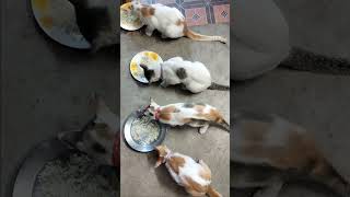 আমাদের এখন খাবার সময় । #cat #cute #kitten #shortsfeed #short #shorts #shortsvideo