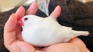 【文鳥】飼い主と一緒にくつろいで、あまえモード全開のハクちゃん【Java sparrow】Relax and sweet Java sparrow.