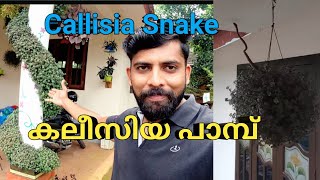 Callisia Snake/  കലീസിയ പാമ്പ്/ Turtle vine ideas and tips/ gow to make callisia plants/