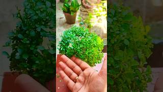 ✂️Trimming techniques of Table Kamini 🙏subscribe🙏 #viral #shorts #youtubeshorts #plantcare #garden