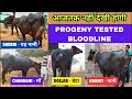 Maman Dairy Farm (9306032268) 25 प्लस की 5 पीढ़ी के रिकॉर्ड वाले शानदार मुर्राह पशुधन