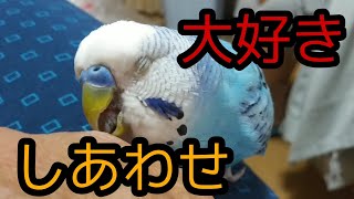 セキセイインコが、ひたすらカジカジ。幸せな時間でした。