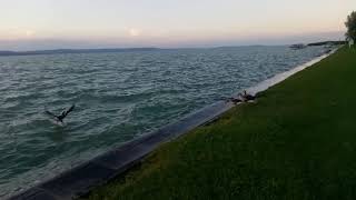 Balaton Balatonboglár Platán strand vadludak