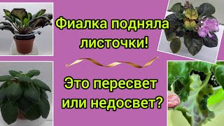 Показываю на своих фиалках как по поднятым вверх листьям определить пересвет или недосвет у фиалки?