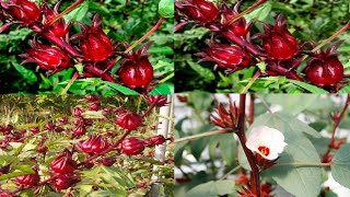 como cosechar la flor de Jamaica y deshidratarla