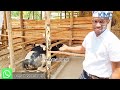 how to build a standard cattle shed for 10milking cows