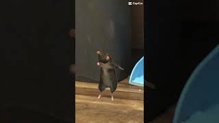 Omg a rat danceing