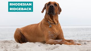 RHODESIAN RIDGEBACK 101 - THE LION DOG OF AFRICA