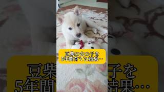 豆柴の女の子を5年間育てた結果…  #shorts #柴犬 #犬 #dog