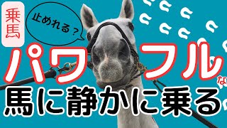 「乗馬」パワフルな馬に静かに乗る　スイッチが入ると止めれません