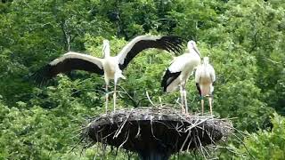 コウノトリのヒナ3羽が巣立ち　福井県小浜市で60年ぶり