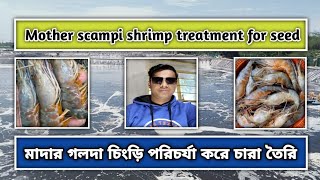 Mother scampi shrimp treatment for seed #ডিম যুক্ত মাদার গলদা চিংড়ি পরিচর্যা করে চারা তৈরি #scampi