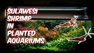 Can Sulawesi Shrimp Thrive in a Planted Tank? The Surprising Answer!