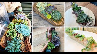 20 Driftwood Succulent Planter Ideas For Your Home