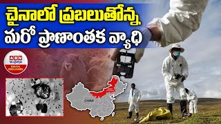 Bubonic plague in China : చైనాలో ప్రబలుతోన్న మరో ప్రాణాంతక వ్యాధి | ABN Digital Exclusives