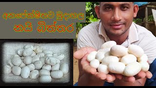 Unexpectedly released cobra eggs -  Snakes Guardian #SnakesGuardian #Snakes