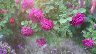 Rose Garden 长木公园玫瑰花园