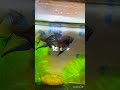 @bettacastle3662Black Splenden Wild Betta #bettafish #bettahobby #bettas #exotic #hmpk #wildbetta