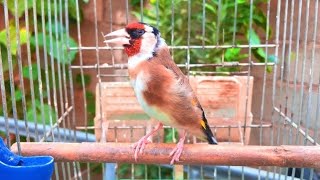 Best goldfinch singing, goldfinch voice for training young goldfinch