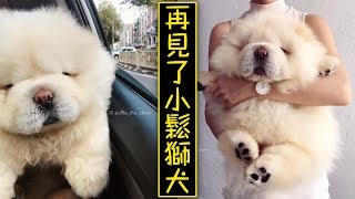 萌翻IG的小鬆獅犬Puffie意外過世，飛上天變成雲朵了