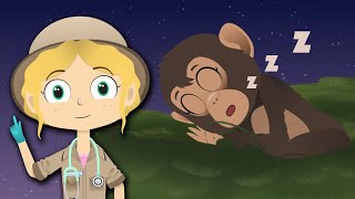 Sleepy Chimpanzee Visits Dr Poppy On Safari | Animals For Kids | Lullabies & Songs | Sleep Tight