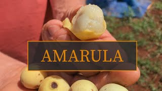 FINALMENTE ENCONTRAMOS UMA FRUTA  INTERESSANTE E DELICIOSA!!! (AMARULA) ou MARULA