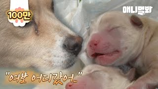 갑자기 사라진 남편을 만삭의 몸으로 홀로 기다리던 개.. 결국ㅣHeavily Pregnant Dog Looked For Her Husband Who Disappeared