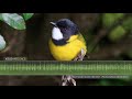 australian golden whistler song u0026 calls