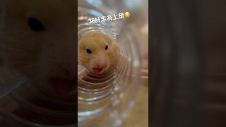 看我的華麗轉身 #hamsters #倉鼠 #黃金鼠