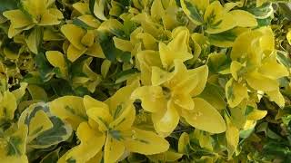 Golden Euonymus japonicus 'Aureo-marginatus'