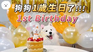 My Samoyed Dog's 1st Birthday Party!!【Samoyed PUMPKIN】