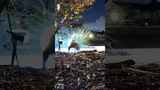 #feeding #videos #opossum  #chewing