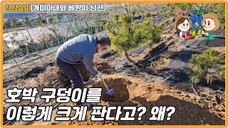 호박 구덩이를 이렇게 크게 판다고? 왜?