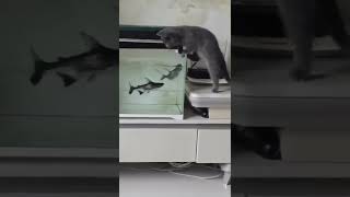 Yavru köpek balığı kediyi ısırıyor😧🐈🦈 #shorts #kedi #köpekbalığı #yavrukedi