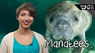 It's Illegal to Hug a Manatee