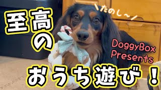 【Doggy Box】クリスマスに愛犬が笑顔になる魔法の箱が届きました！【ダックスフンド】