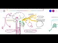 PUPILLARY LIGHT REFLEX || PARASYMPATHETIC & SYMPATHETIC SUPPLY Of PUPIL ||