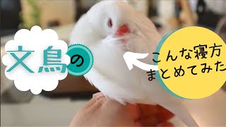 文鳥のこんな寝方まとめてみた