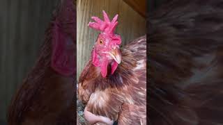 Chicken clucking #shots #chicken #animallover #animalsounds #fyp